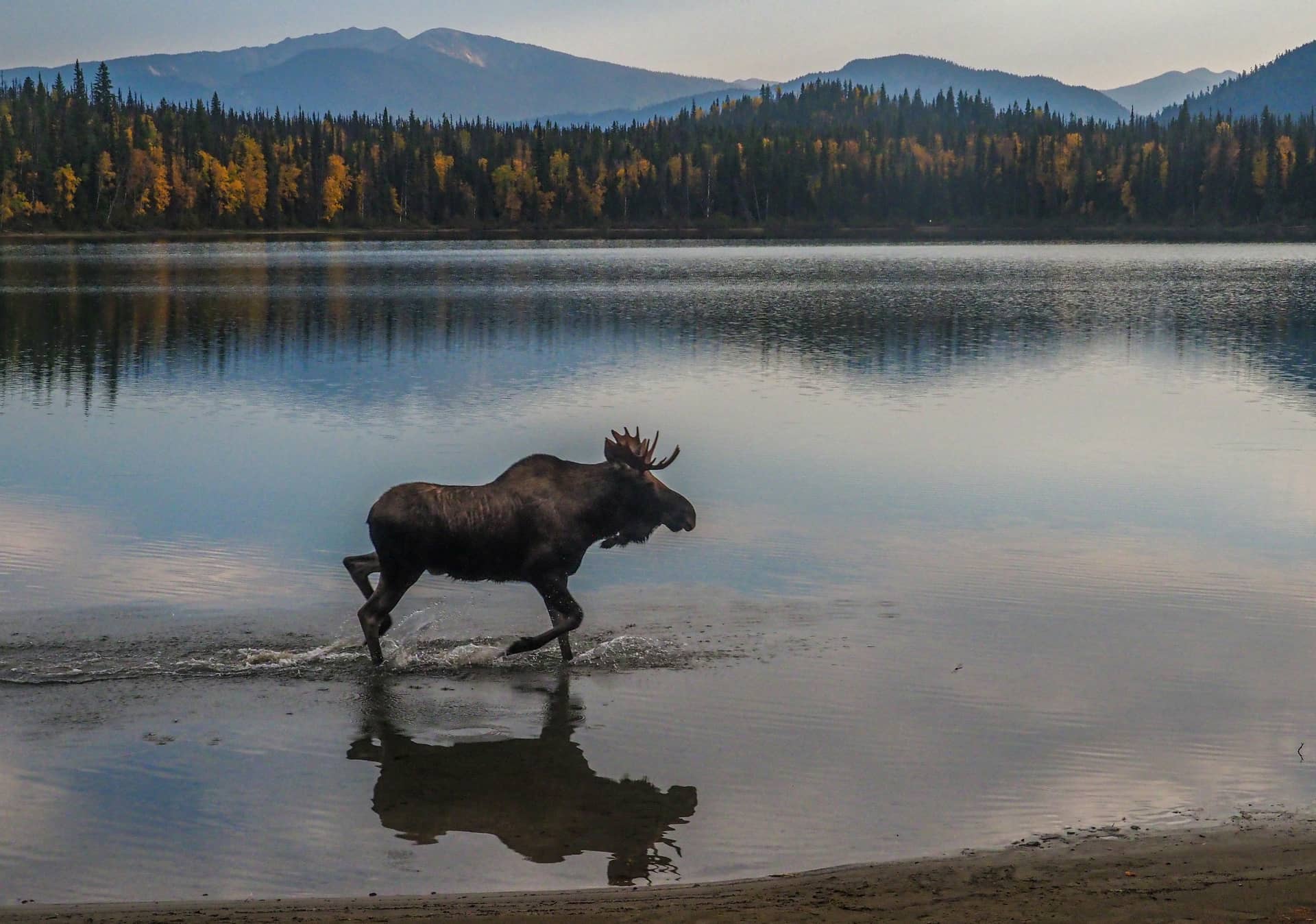 Moose Safari in Eastern Norway: Encounter the Forest Giants