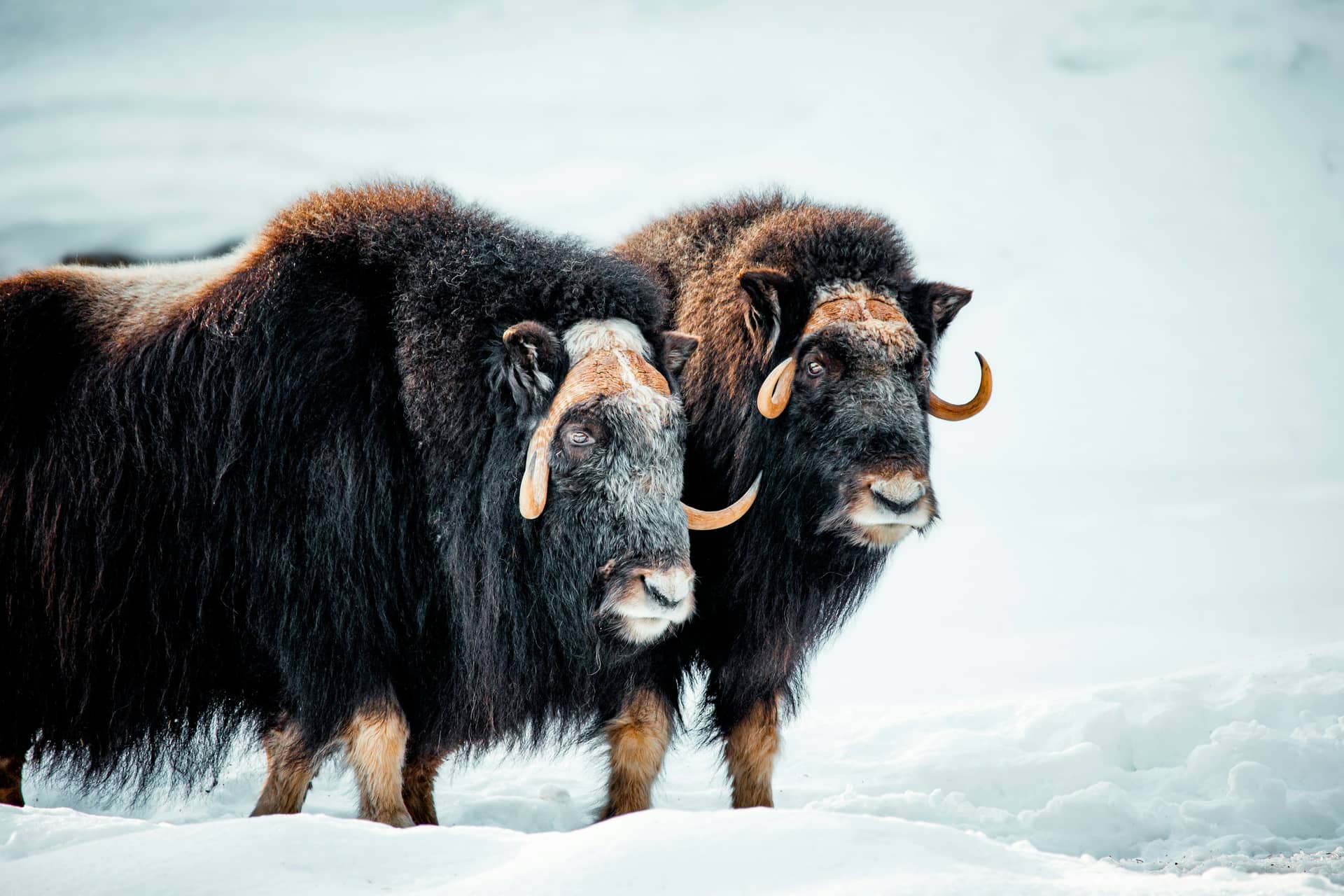 Where to See Musk Oxen in Norway: A Dovrefjell Safari Guide