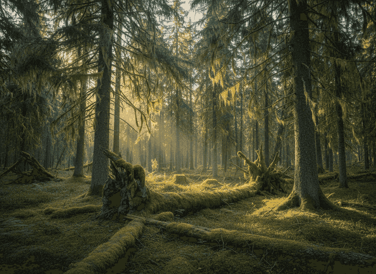Graddis Primeval Forest – Walking Through Millennia
